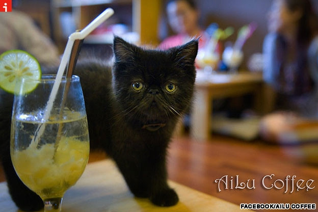 Ailu Cat House Cafe - Cafe Mèo